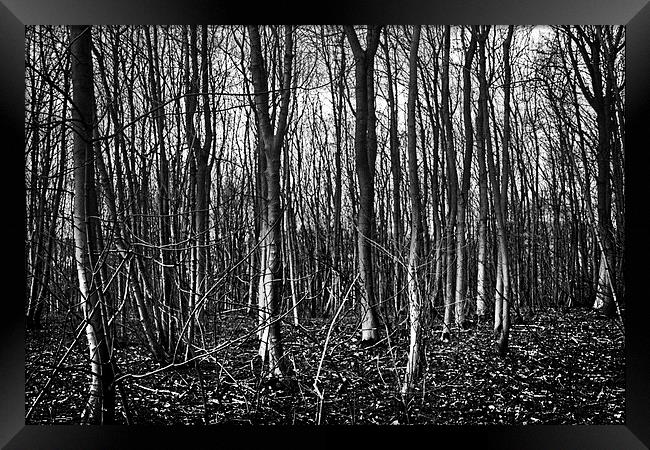 Brantingham woods, Brantingham, Yorkshire Framed Print by Chris  Anderson