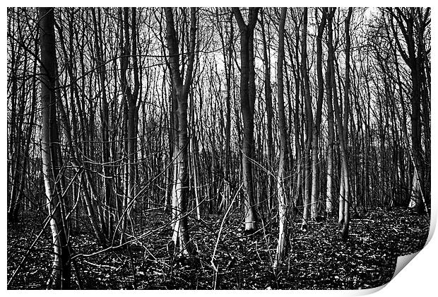 Brantingham woods, Brantingham, Yorkshire Print by Chris  Anderson