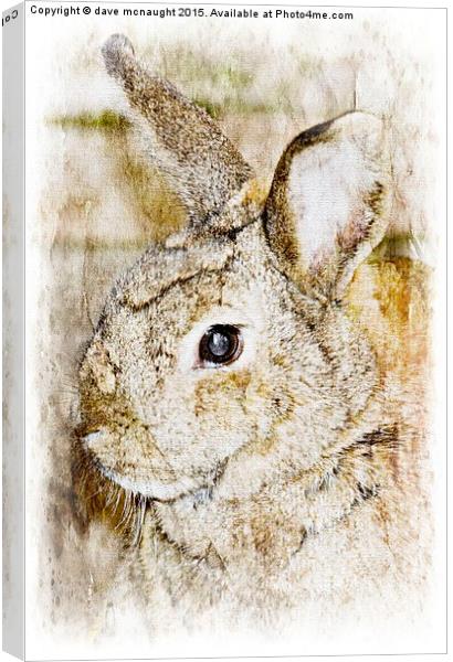  The Rabbit Canvas Print by dave mcnaught