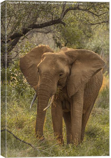  African Elephant Canvas Print by colin chalkley