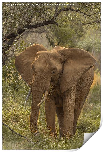  African Elephant Print by colin chalkley