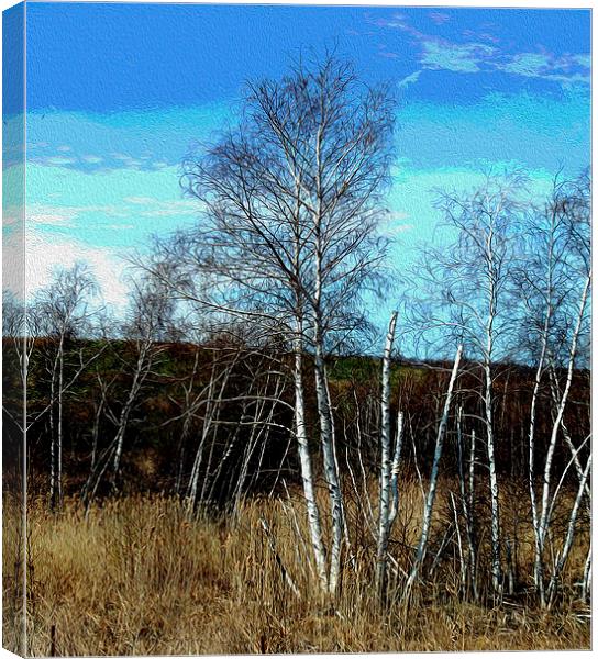 Oil Painted Stand of Birch Trees  Canvas Print by james balzano, jr.