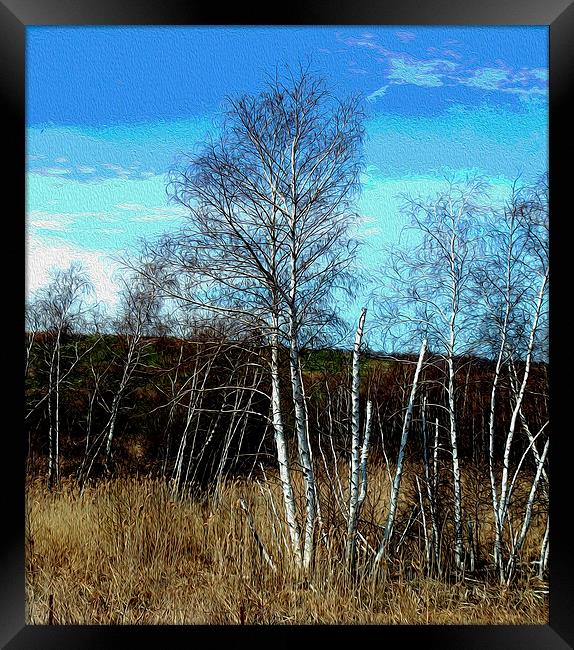 Oil Painted Stand of Birch Trees  Framed Print by james balzano, jr.