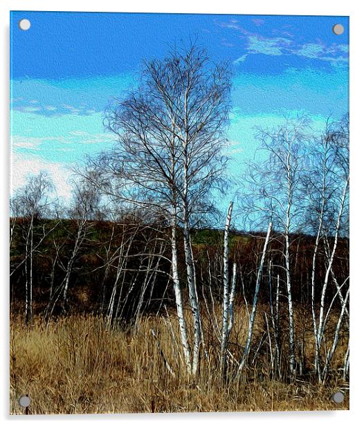 Oil Painted Stand of Birch Trees  Acrylic by james balzano, jr.