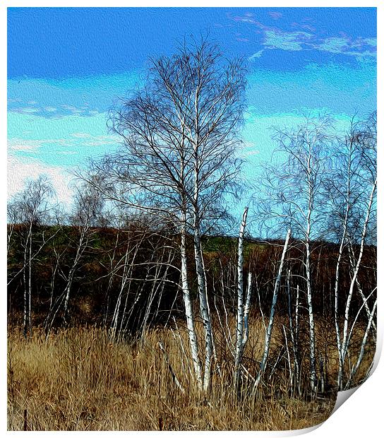 Oil Painted Stand of Birch Trees  Print by james balzano, jr.