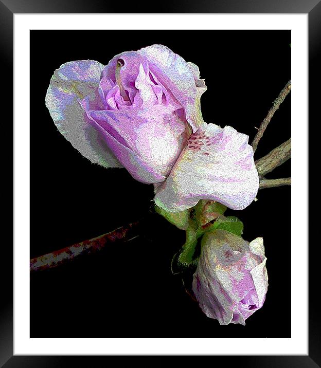 Azalea Buds Blossoming  Framed Mounted Print by james balzano, jr.