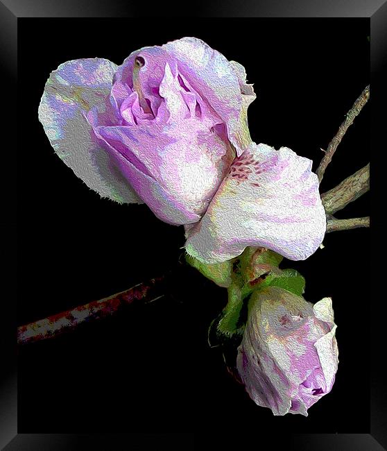 Azalea Buds Blossoming  Framed Print by james balzano, jr.