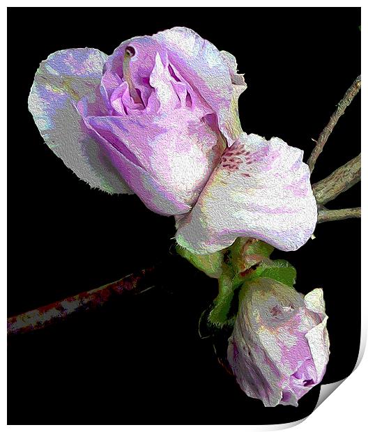 Azalea Buds Blossoming  Print by james balzano, jr.