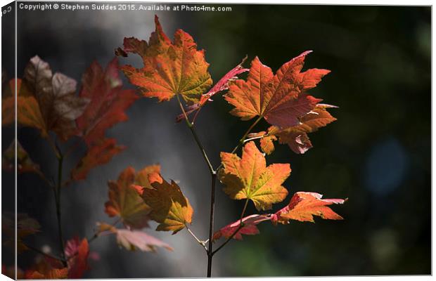  Fall Colours Canvas Print by Stephen Suddes