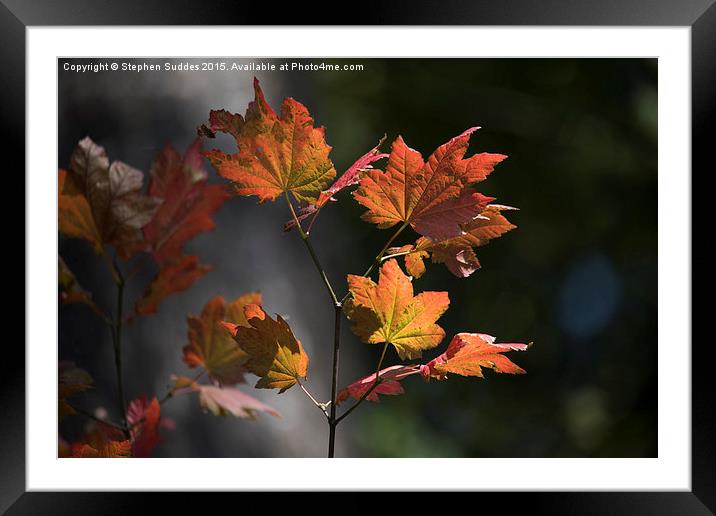  Fall Colours Framed Mounted Print by Stephen Suddes