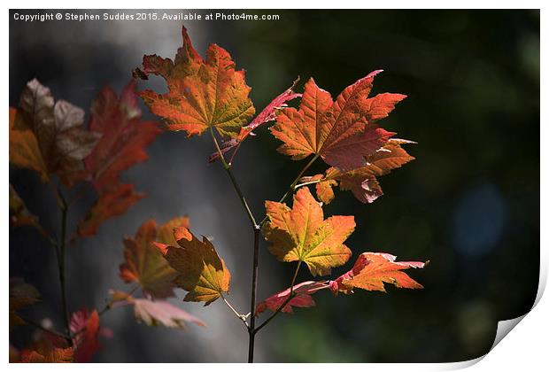  Fall Colours Print by Stephen Suddes
