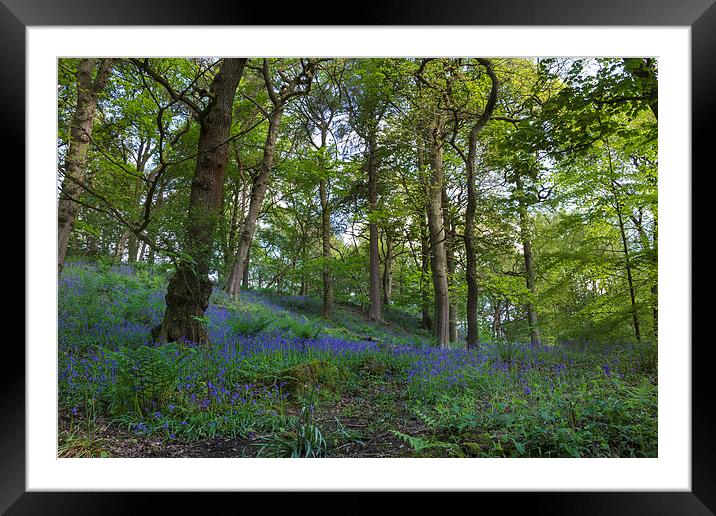 Bluebell forest           Framed Mounted Print by chris smith