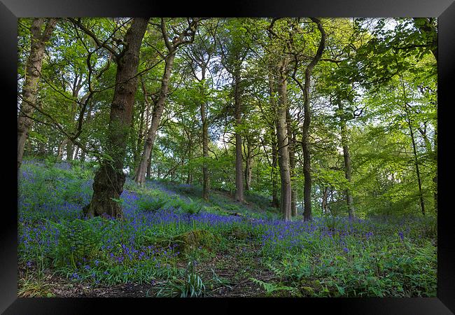 Bluebell forest           Framed Print by chris smith