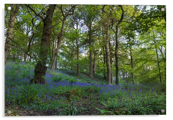 Bluebell forest           Acrylic by chris smith