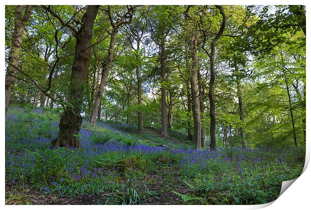 Bluebell forest           Print by chris smith