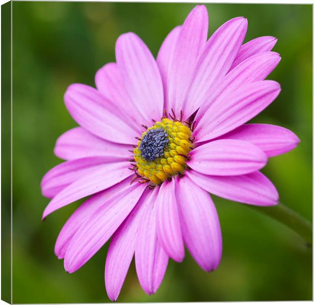 Pink daisy   Canvas Print by chris smith