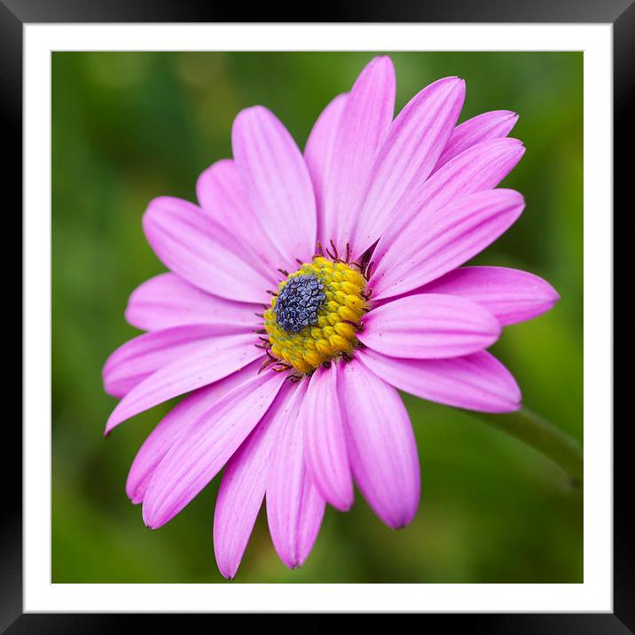 Pink daisy   Framed Mounted Print by chris smith