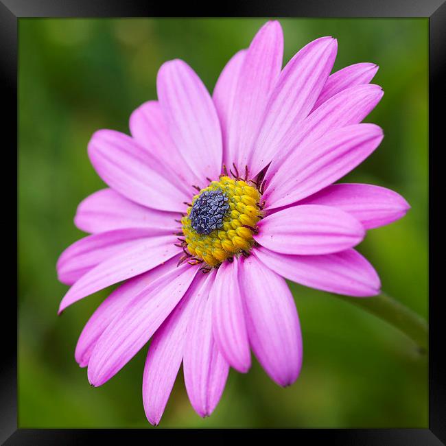 Pink daisy   Framed Print by chris smith