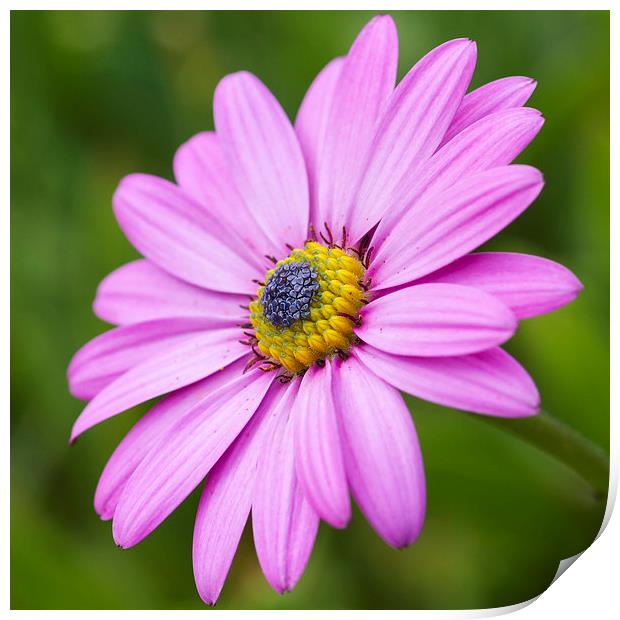 Pink daisy   Print by chris smith