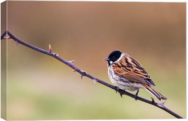Reed Bunting  Canvas Print by chris smith