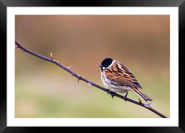 Reed Bunting  Framed Mounted Print by chris smith