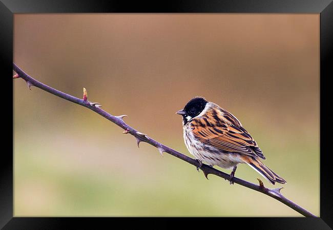 Reed Bunting  Framed Print by chris smith