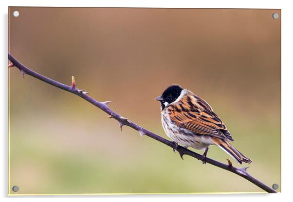 Reed Bunting  Acrylic by chris smith