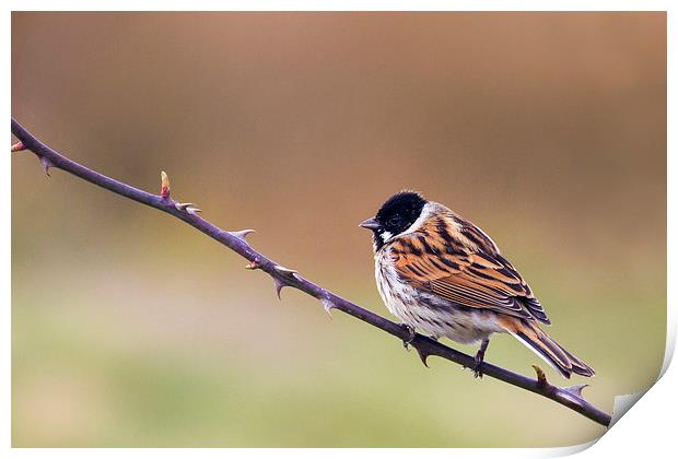 Reed Bunting  Print by chris smith