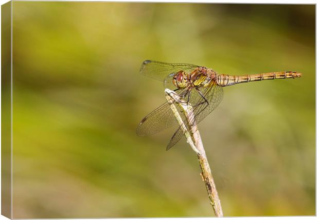 Dragonfly Canvas Print by chris smith