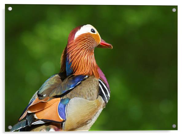 Mandarin duck  Acrylic by chris smith