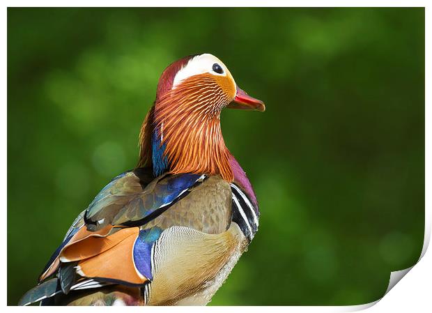 Mandarin duck  Print by chris smith