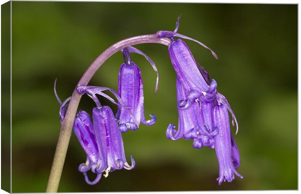 Bluebell  Canvas Print by chris smith