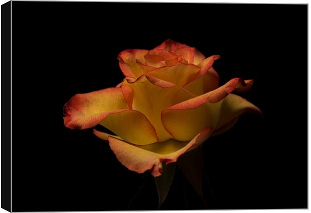 Red rose against black Canvas Print by Stephen Giles