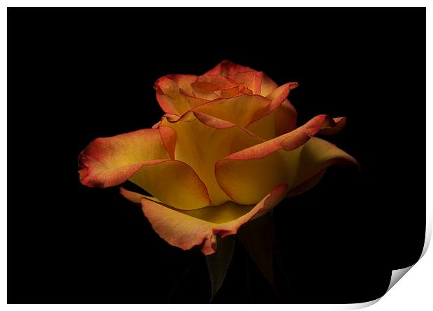 Red rose against black Print by Stephen Giles