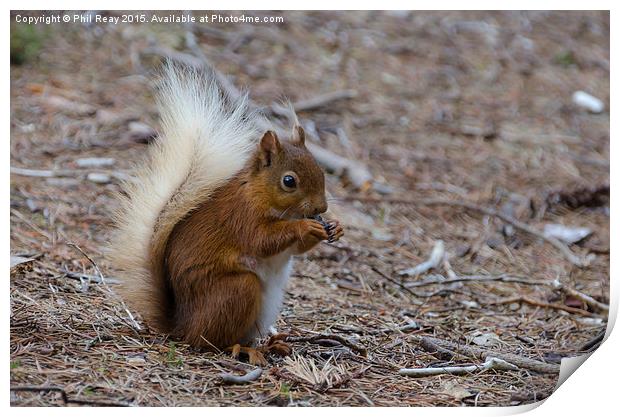  A red squirrel in the wild Print by Phil Reay