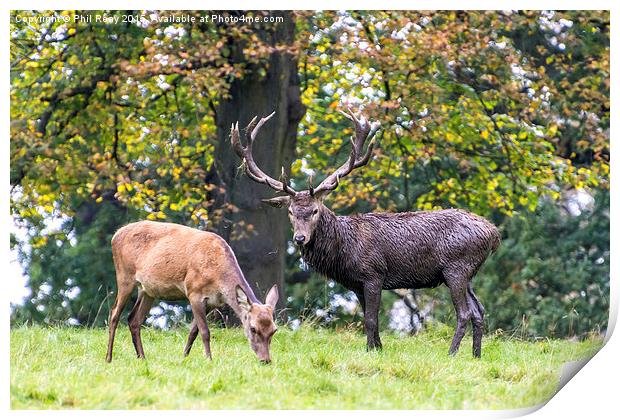  A stag & his hind Print by Phil Reay