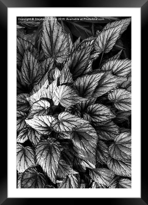  Tropical Foliage B&W Framed Mounted Print by Stephen Suddes