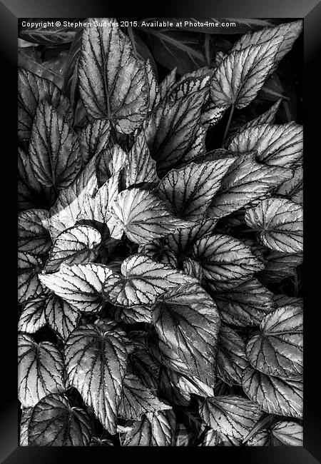  Tropical Foliage B&W Framed Print by Stephen Suddes