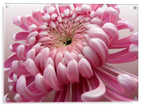  Pink Chrysanthemum  Acrylic by Nicola Hawkes