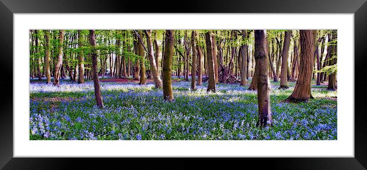 Blue bell magic Framed Mounted Print by Paul Wood