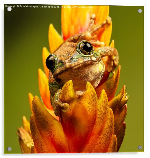  Peacock Tree Frog III Acrylic by Sandi-Cockayne ADPS