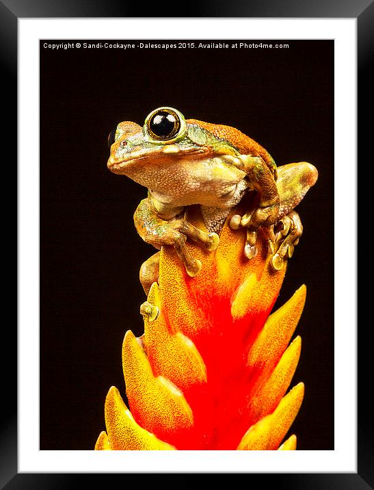  Peacock Tree Frog IV Framed Mounted Print by Sandi-Cockayne ADPS