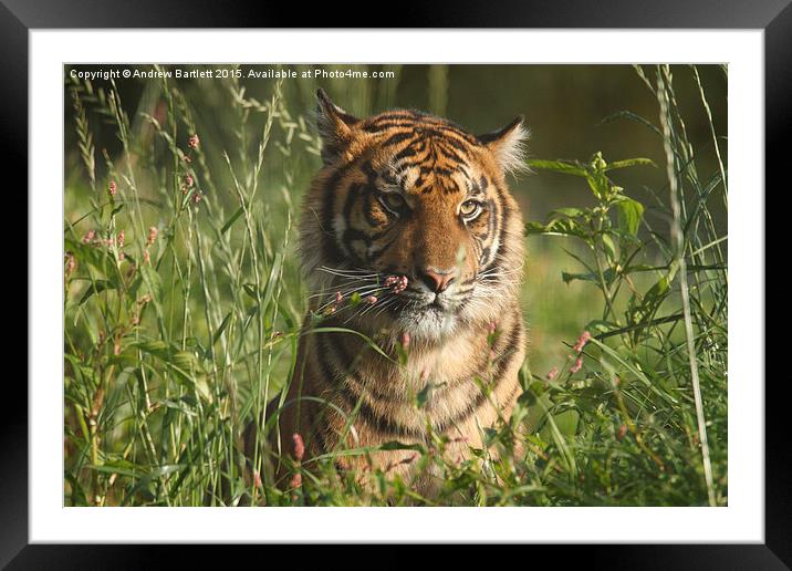 Sumatran Tiger Framed Mounted Print by Andrew Bartlett