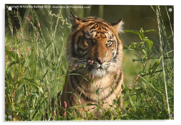  Sumatran Tiger Acrylic by Andrew Bartlett