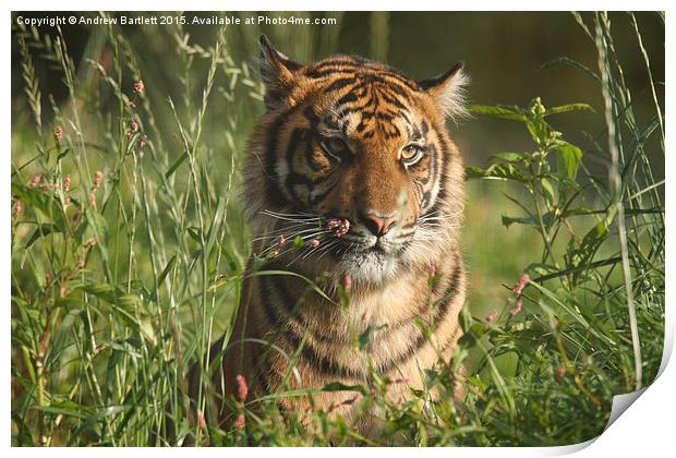  Sumatran Tiger Print by Andrew Bartlett