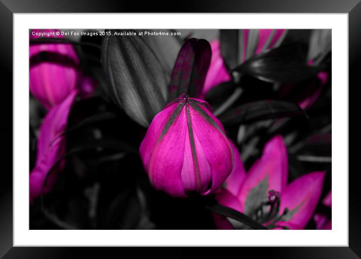  closed lilly Framed Mounted Print by Derrick Fox Lomax