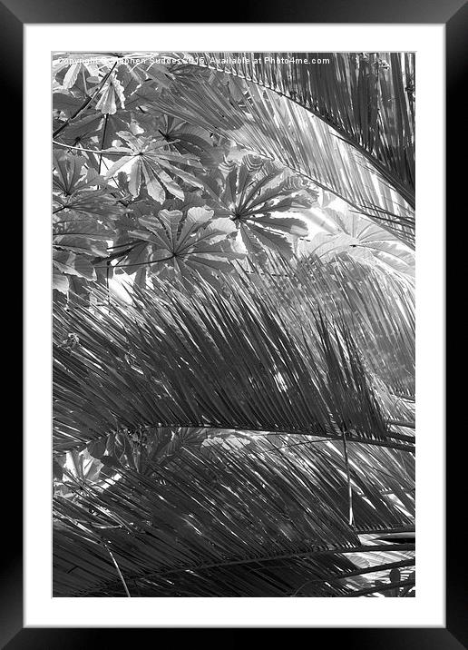  Jungle Thicket Framed Mounted Print by Stephen Suddes
