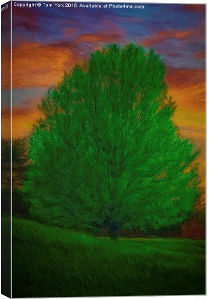 A Tree At Sunset Canvas Print by Tom York