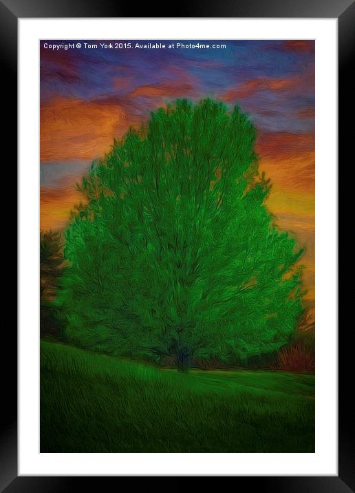 A Tree At Sunset Framed Mounted Print by Tom York