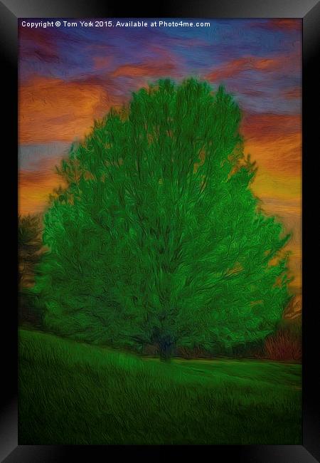 A Tree At Sunset Framed Print by Tom York